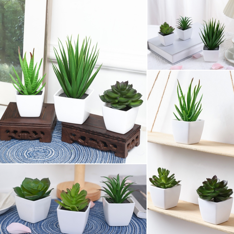 Succulent Set - (مجموعة من 3 قطع) نباتات صغيرة
