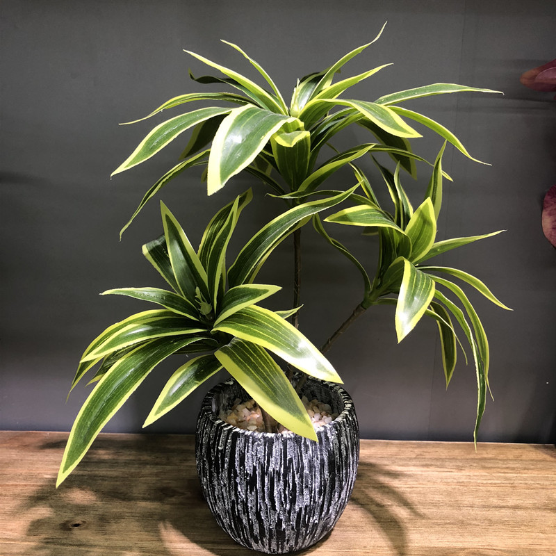 Snake Plant - 35 سنتيمتر 3 شوكة سطح المكتب