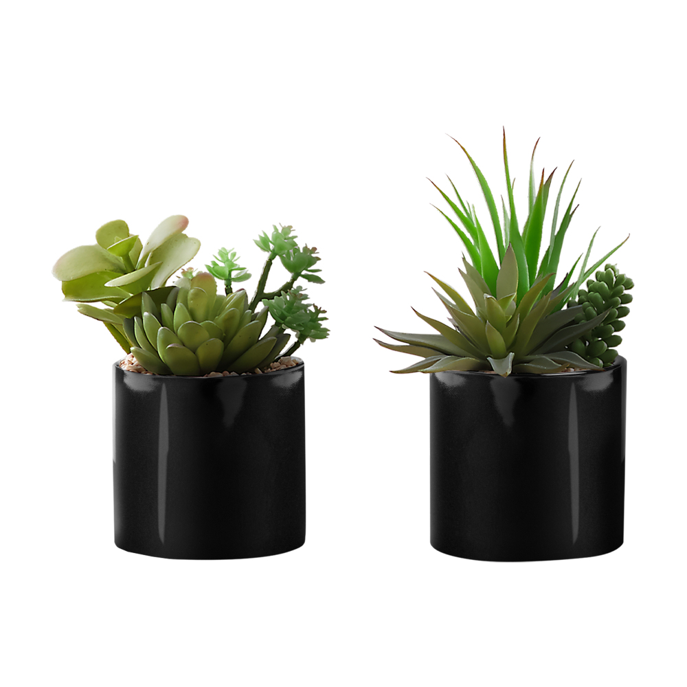 مجموعة من نباتين صناعيين من نو - مراجعة Succulent Set وسعره