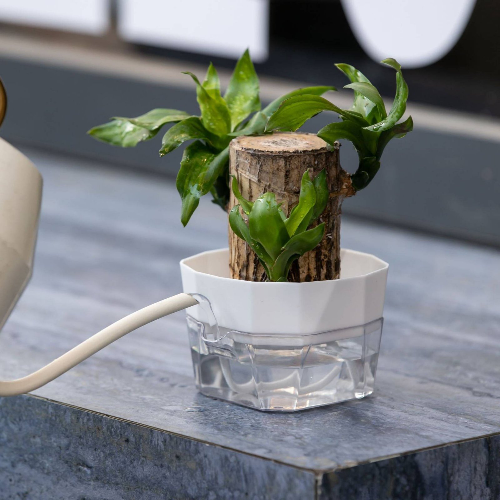 مزهرية نباتات مائية بتصميم من  - مراجعة Plant Pot وسعره