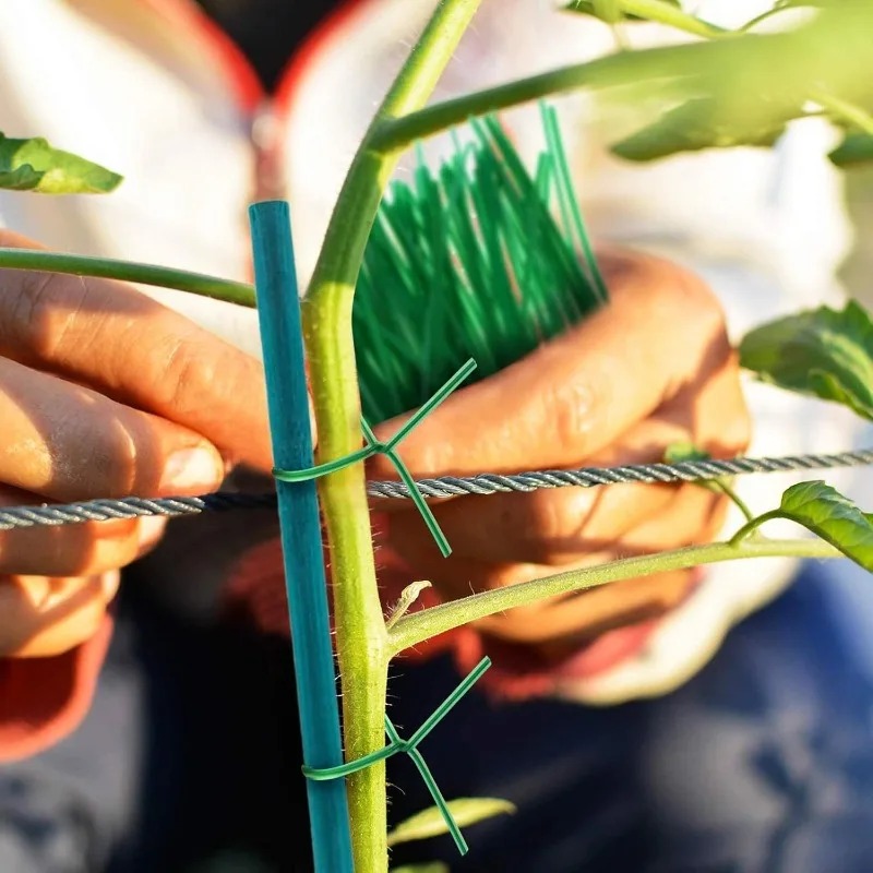 أعواد دعم النباتات، عناقيد الخ - مراجعة Plant Support Stake وسعره