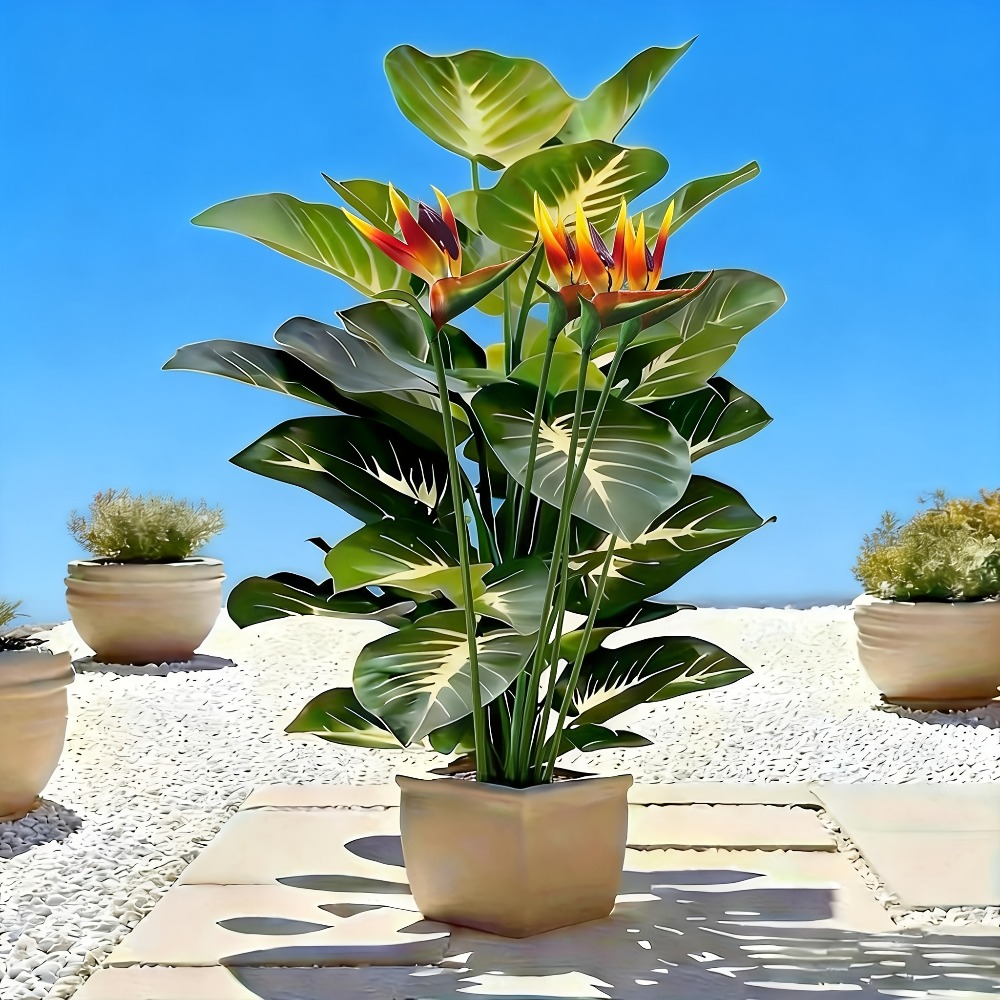 نباتات طائر الجنة والبوثوس الا - مراجعة Fiddle Leaf Fig وسعره