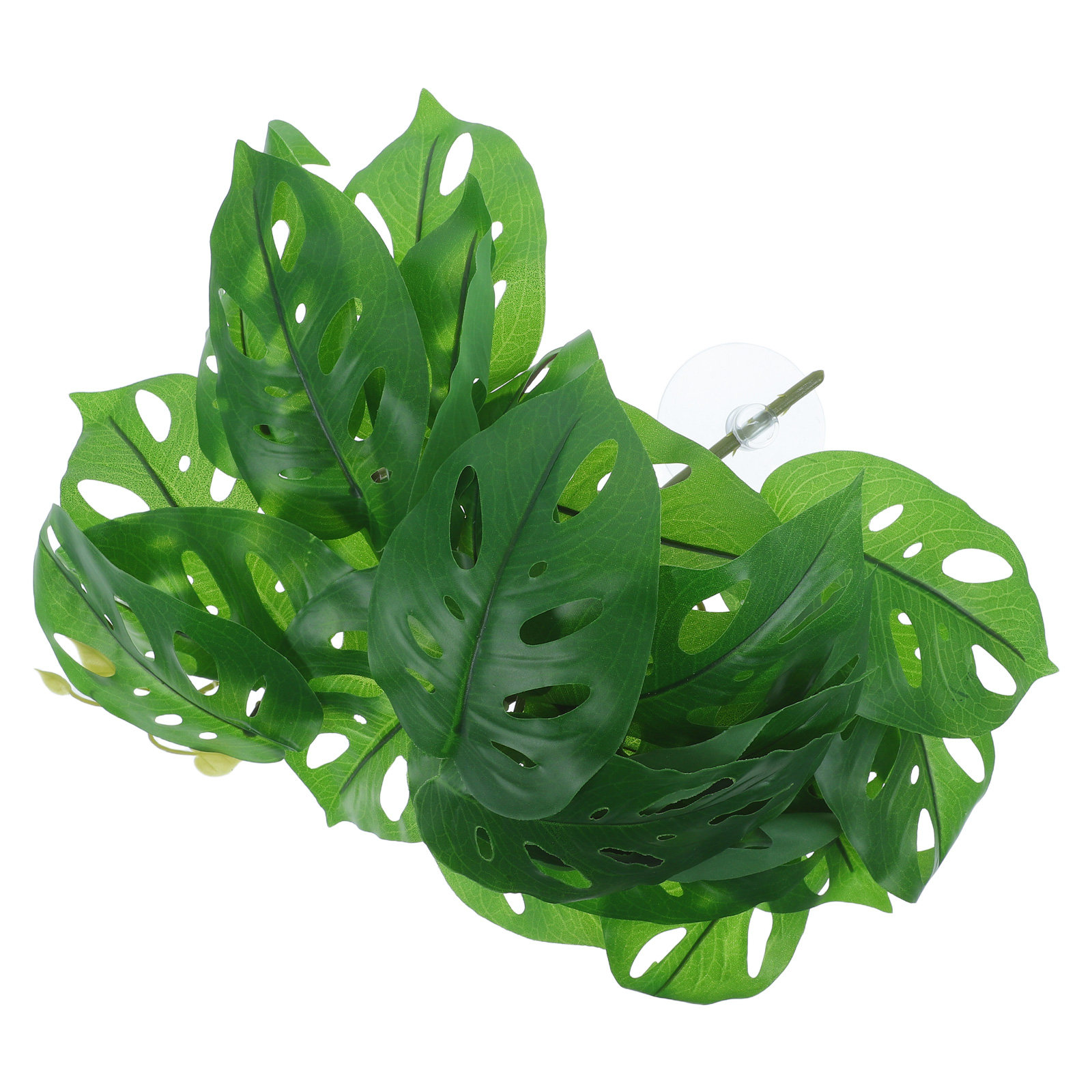 ديكورات حيوانات الزواحف: نباتا - مراجعة Snake Plant وسعره
