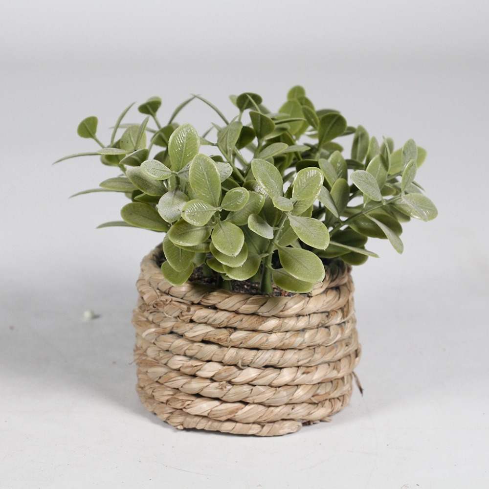 الأخضر الاصطناعي بوعاء النبات  - مراجعة Succulent Set وسعره