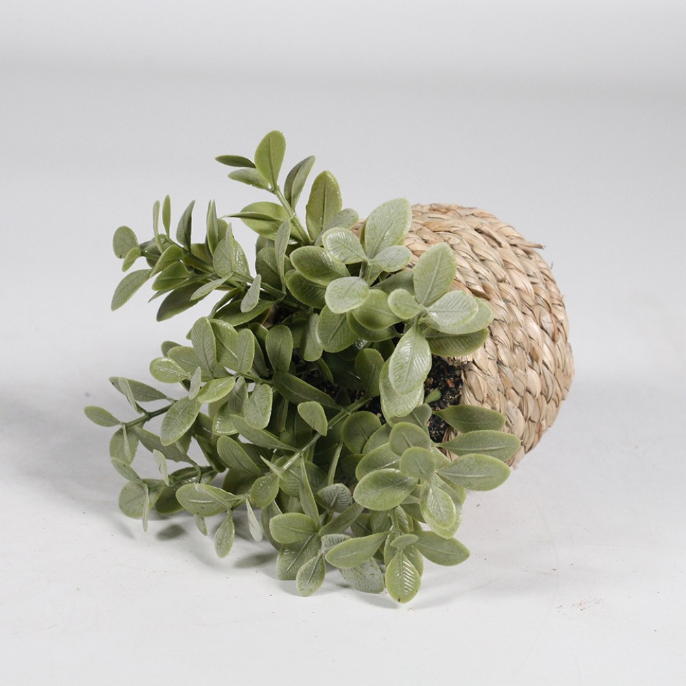 الأخضر الاصطناعي بوعاء النبات  - مراجعة Succulent Set وسعره