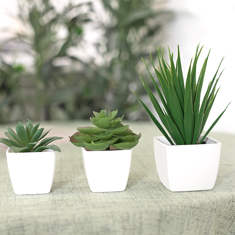 نبات اصطناعي دائم الخضرة ، منا - مراجعة Succulent Set وسعره