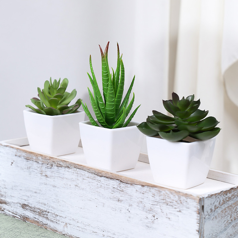 نبات اصطناعي دائم الخضرة ، منا - مراجعة Succulent Set وسعره
