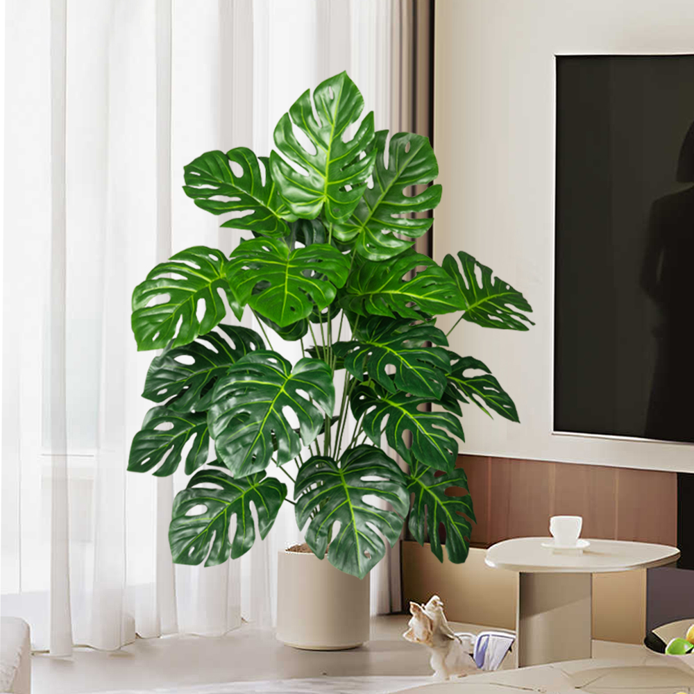 70-100 سنتيمتر شجرة Monstera ا - مراجعة Fiddle Leaf Fig وسعره