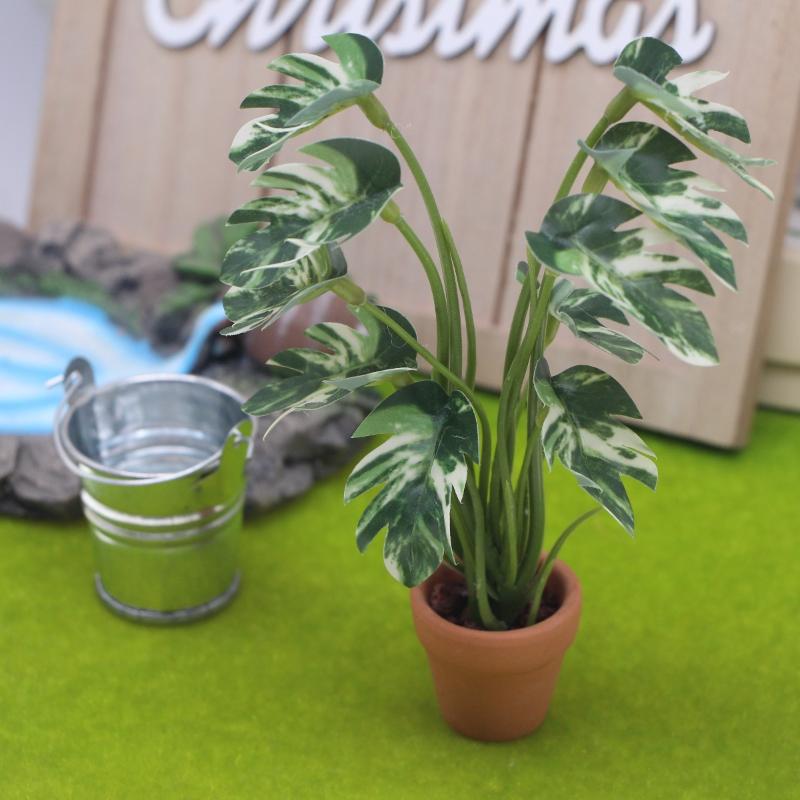 جديد. نموذج نبات مونستيرا أخضر - مراجعة Plant Pot وسعره