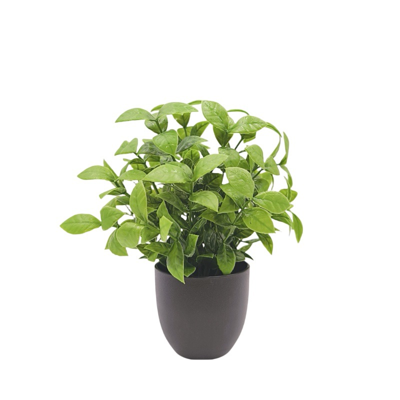 نبات بونساي اصطناعي أخضر، زينة - مراجعة Succulent Set وسعره
