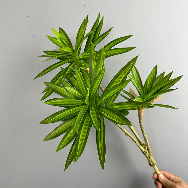 نباتات خضراء مقلدة 3 رؤوس زنبق - مراجعة Snake Plant وسعره