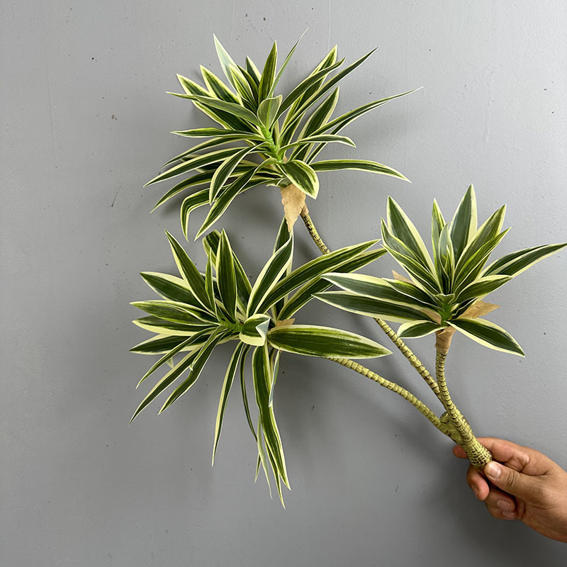 نباتات خضراء مقلدة 3 رؤوس زنبق - مراجعة Snake Plant وسعره
