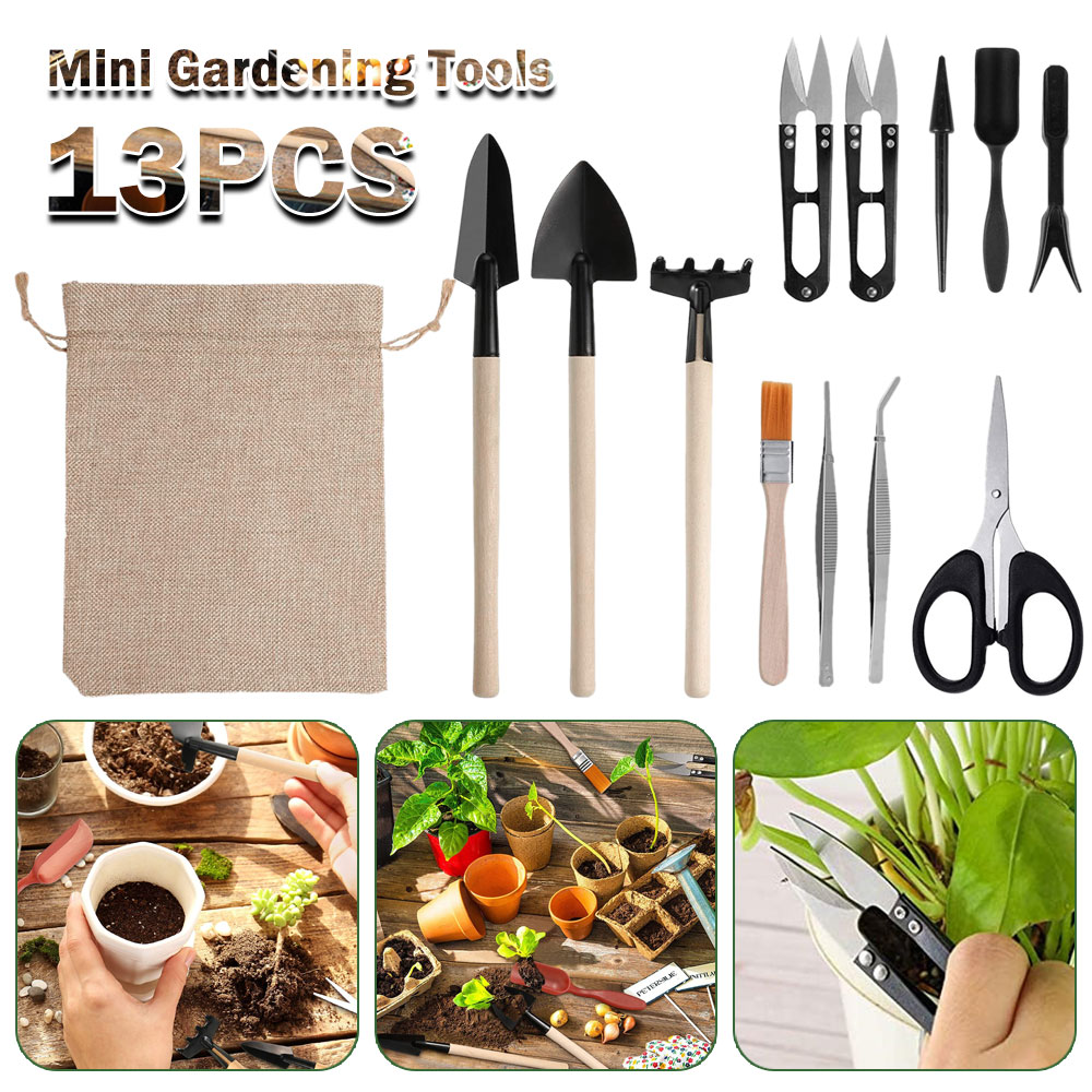 أدوات النباتات النضرة حديقة صغ - مراجعة Succulent Set وسعره