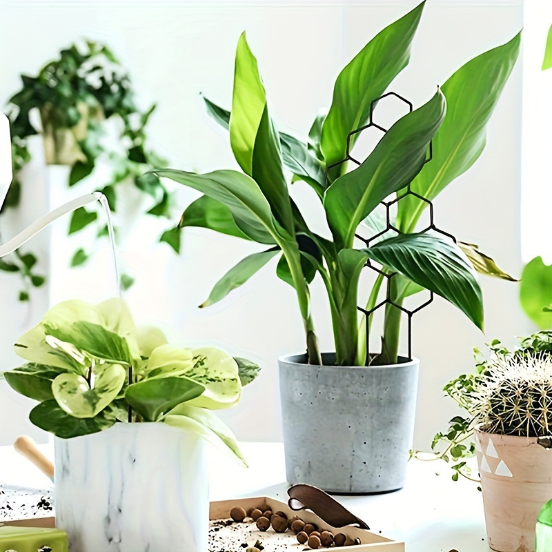 دعامة نباتات بتصميم خلية النحل - مراجعة Pothos وسعره