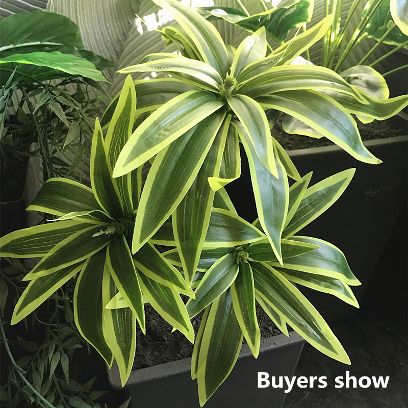35 سنتيمتر 3 شوكة سطح المكتب ا - مراجعة Snake Plant وسعره